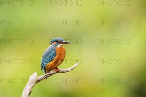 Common kingfisher (Alcedo atthis) sitting on an old wooden branch in late summer, wildife, Bavaria, Germany