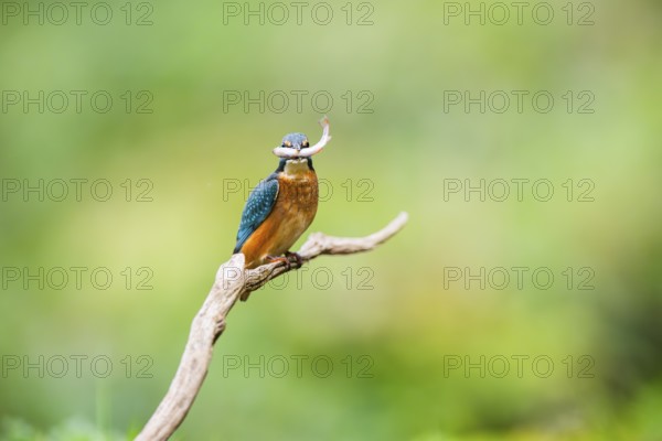 Common kingfisher (Alcedo atthis) sitting on an old wooden branch eating his fresh cought fish in late summer, wildife, Bavaria, Germany