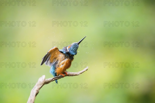 Common kingfisher (Alcedo atthis) sitting on an old wooden branch shaking its body in late summer, wildife, Bavaria, Germany