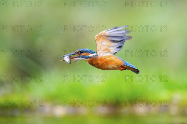Common kingfisher (Alcedo atthis) flying out of the water with a fresh cought fish in his beak in late summer, wildife, Bavaria, Germany