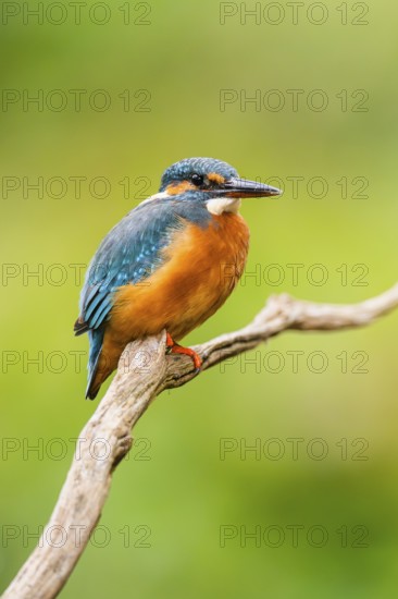 Common kingfisher (Alcedo atthis) sitting on an old wooden branch in late summer, wildife, Bavaria, Germany