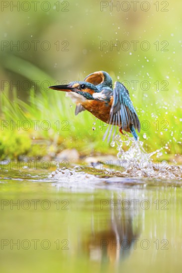 Common kingfisher (Alcedo atthis) flying out of the water after a unsuccessful hunt in late summer, wildife, Bavaria, Germany