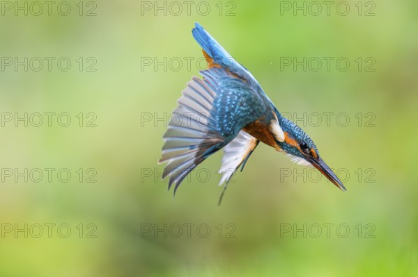 Common kingfisher (Alcedo atthis) flying into the water hunting for fish in late summer, wildife, Bavaria, Germany