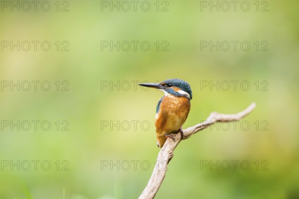 Common kingfisher (Alcedo atthis) sitting on an old wooden branch in late summer, wildife, Bavaria, Germany