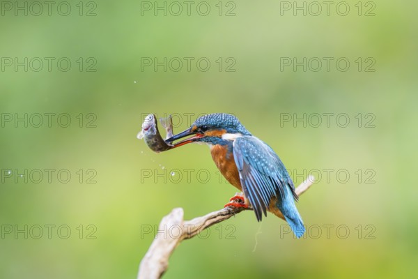 Common kingfisher (Alcedo atthis) sitting on an old wooden branch eating his fresh cought fish in late summer, wildife, Bavaria, Germany
