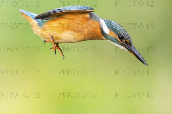 Common kingfisher (Alcedo atthis) flying into the water hunting for fish in late summer, wildife, Bavaria, Germany