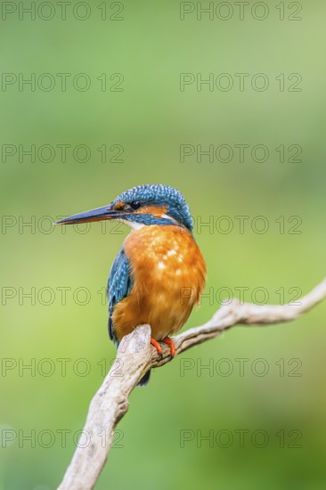 Common kingfisher (Alcedo atthis) sitting on an old wooden branch in late summer, wildife, Bavaria, Germany