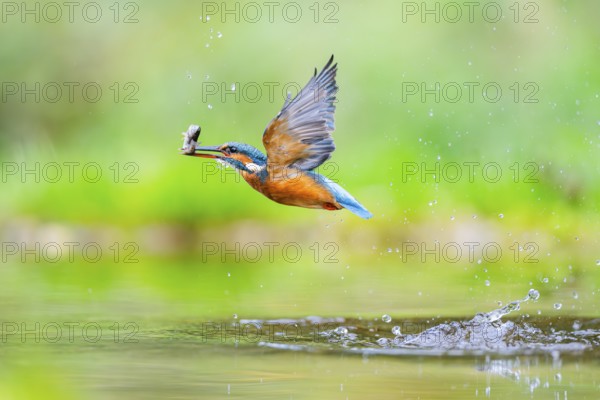 Common kingfisher (Alcedo atthis) flying out of the water with a fresh cought fish in his beak in late summer, wildife, Bavaria, Germany