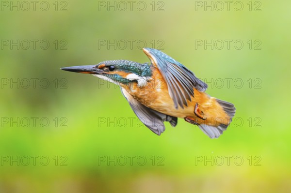 Common kingfisher (Alcedo atthis), flying, wildife, Bavaria, Germany