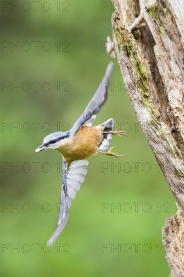 Eurasian nuthatch (Sitta europaea) flying from an old wrotten tree trunk at a swamp, Bavaria, Germany