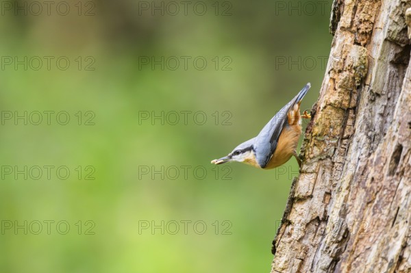 Eurasian nuthatch (Sitta europaea) sitting on an old wrotten tree trunk at a swamp, Bavaria, Germany