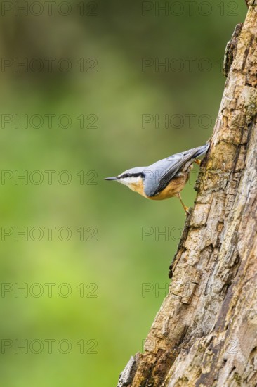 Eurasian nuthatch (Sitta europaea) sitting on an old wrotten tree trunk at a swamp, Bavaria, Germany