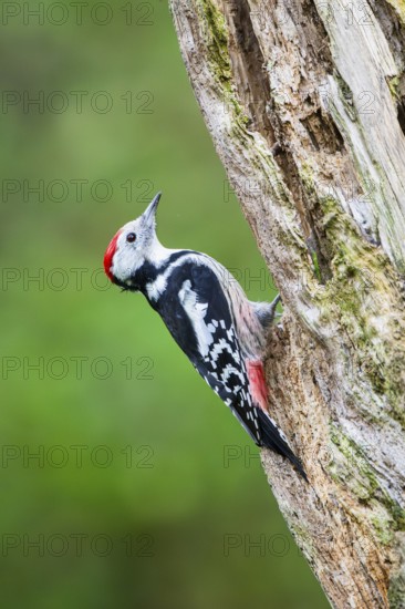 Middle spotted woodpecker (Dendrocoptes medius) sitting on an old wrotten tree trunk in late summer, Bavaria, Germany