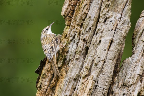 Eurasian treecreeper (Certhia familiaris) climbing up an old wrotten tree trunk, Bavaria, Germany