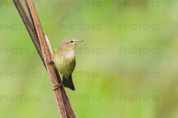 Common chiffchaff (Phylloscopus collybita) sitting on a reed, Bavaria, Germany