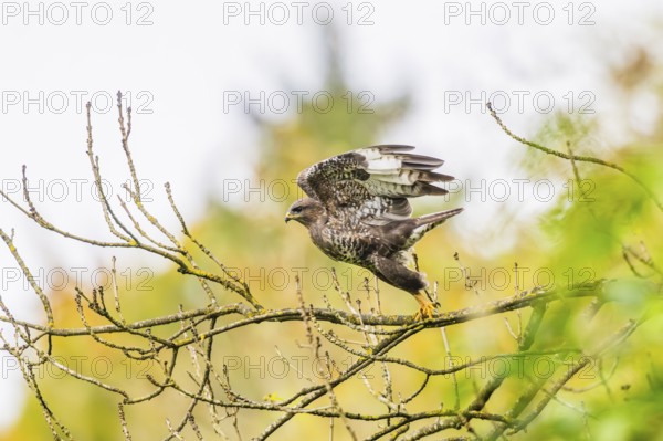 Common buzzard (Buteo buteo) sitting on a branch, Bavaria, Germany