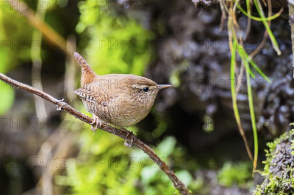 Eurasian wren (Troglodytes troglodytes) sitting on a branch, Bavaria, Germany