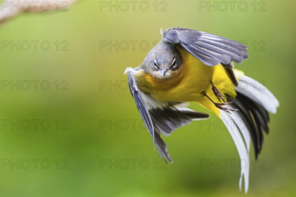 Grey Wagtail (Motacilla cinerea), flying, wildlife, Germany