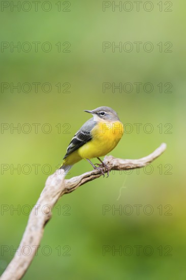Grey Wagtail (Motacilla cinerea) sitting on a branch, wildlife, Germany