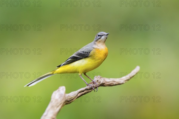 Grey Wagtail (Motacilla cinerea) sitting on a branch, wildlife, Germany