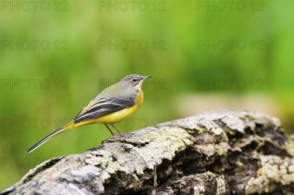 Grey Wagtail (Motacilla cinerea) sitting on an old wood, wildlife, Germany