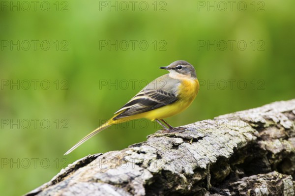 Grey Wagtail (Motacilla cinerea) sitting on an old wood, wildlife, Germany