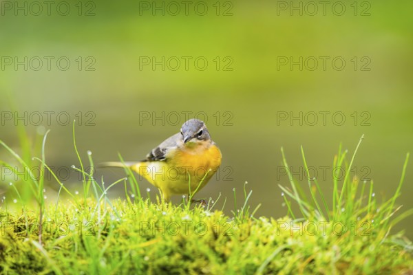 Grey Wagtail (Motacilla cinerea) hunting at a little lake in a swamp, wildlife, Germany