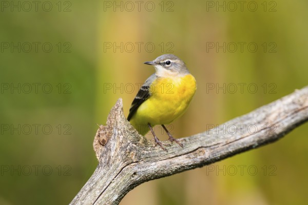 Grey Wagtail (Motacilla cinerea) sitting on a branch, wildlife, Germany