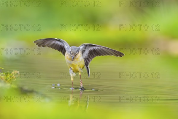 Grey Wagtail (Motacilla cinerea) jumping in the water of a little lake in a swamp, hunting, wildlife, Germany