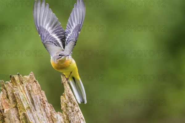 Grey Wagtail (Motacilla cinerea) starts flying, wildlife, Germany