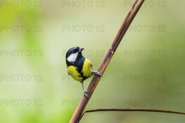 Great tit (Parus major) sitting on stem of a reed at a swamp, Bavaria, Germany