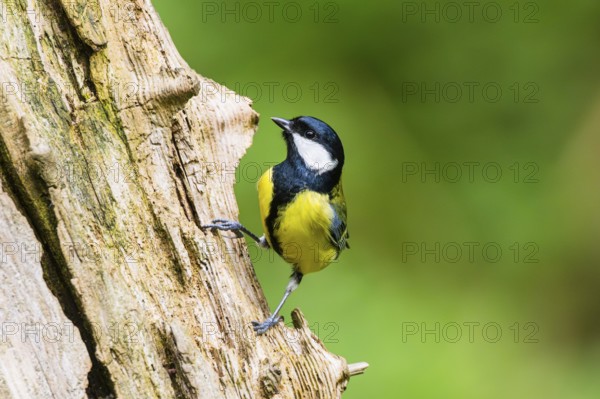 Great tit (Parus major) sitting on an old wrotten tree trunk at a swamp, Bavaria, Germany