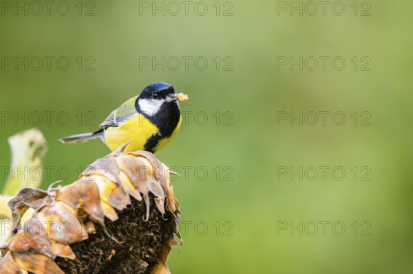 Great tit (Parus major) sitting on an old sunflower blossom with seeds inside, Bavaria, Germany