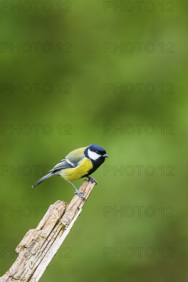 Great tit (Parus major) sitting on an old wrotten tree trunk at a swamp, Bavaria, Germany