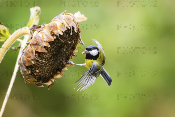 Great tit (Parus major) landing on an old sunflower blossom with seeds inside, Bavaria, Germany