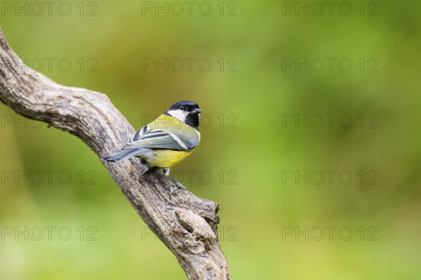 Great tit (Parus major) sitting on an old wood at a swamp, Bavaria, Germany
