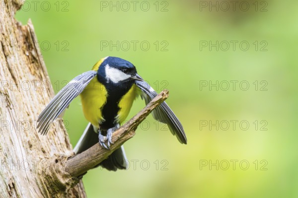 Great tit (Parus major) spreading its wings while sitting on the branch of on an old wrotten tree trunk at a swamp, Bavaria, Germany