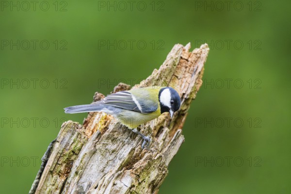 Great tit (Parus major) sitting on an old wrotten tree trunk at a swamp, Bavaria, Germany