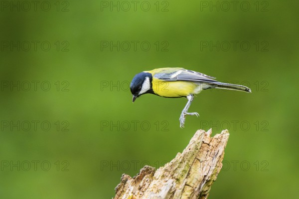 Great tit (Parus major) sitting on an old wrotten tree trunk at a swamp, Bavaria, Germany