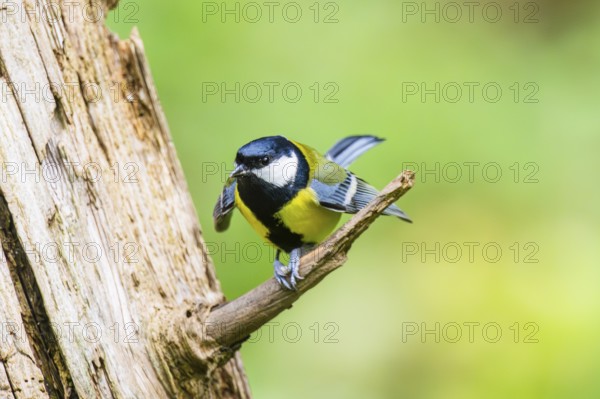 Great tit (Parus major) spreading its wings while sitting on the branch of on an old wrotten tree trunk at a swamp, Bavaria, Germany