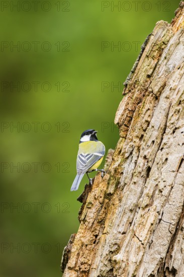 Great tit (Parus major) sitting on an old wrotten tree trunk at a swamp, Bavaria, Germany