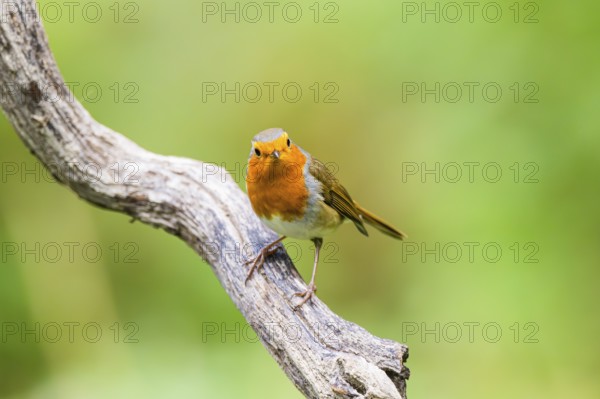 European robin (Erithacus rubecula) sitting on an old wooden branch, Bavaria, Germany
