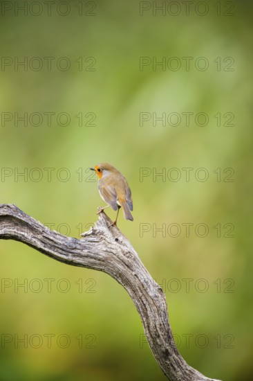 European robin (Erithacus rubecula) sitting on an old wooden branch, Bavaria, Germany