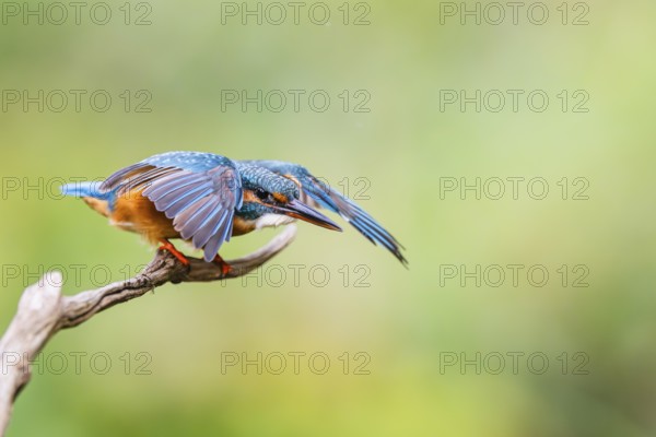 Common kingfisher (Alcedo atthis) flying away from an old wooden branch in late summer, wildife, Bavaria, Germany