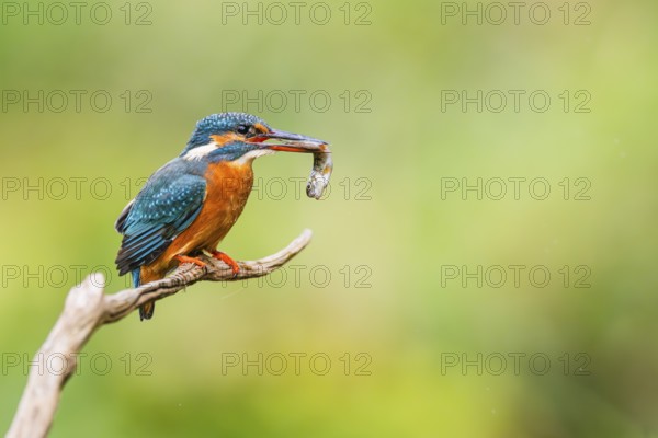 Common kingfisher (Alcedo atthis) sitting on an old wooden branch eating his fresh cought fish in late summer, wildife, Bavaria, Germany
