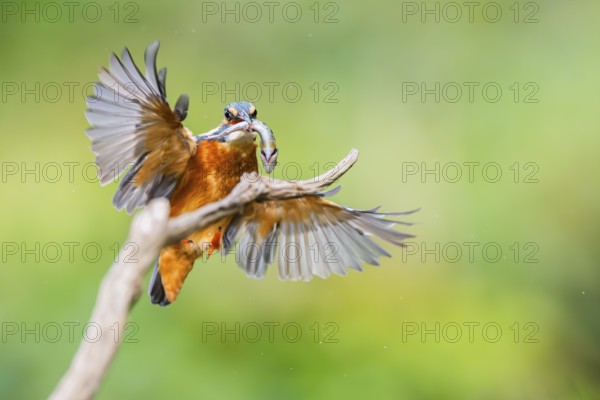 Common kingfisher (Alcedo atthis) landing on an old wooden branch with a fresh cought fish in his beak in late summer, wildife, Bavaria, Germany