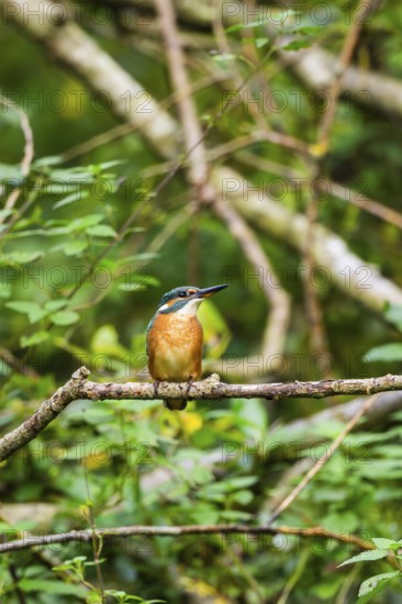 Common kingfisher (Alcedo atthis) sitting on an old wooden branch in late summer, wildife, Bavaria, Germany