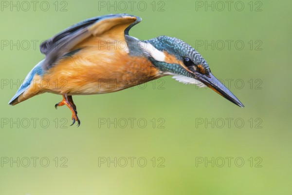 Common kingfisher (Alcedo atthis) flying into the water hunting for fish in late summer, wildife, Bavaria, Germany
