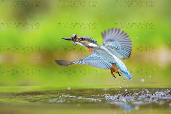 Common kingfisher (Alcedo atthis) flying out of the water with a fresh cought fish in his beak in late summer, wildife, Bavaria, Germany