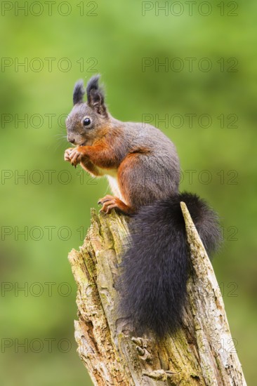 Red squirrel (Sciurus vulgaris) sitting on an old wrotten tree trunk in a forest, Bavaria, Gernany